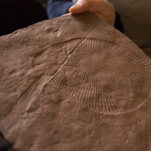 Dickinsonia fossil