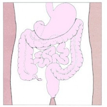 The Human Digestive System The Human Digestive System