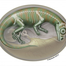 Semitransparent flesh reconstruction of an embryonic dinosaur inside an egg, with skeleton shown.