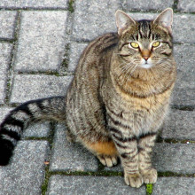 Domestic Tabby cat