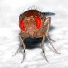 This image shows a 0.1 x 0.03 inch (2.5 x 0.8 mm) small Drosophila melanogaster fly.