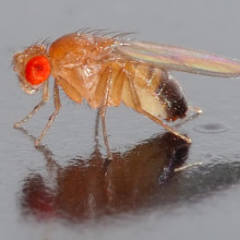 This image shows a 0.1 x 0.03 inch (2.5 x 0.8 mm) small Drosophila melanogaster fly.