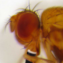 Alcoholic flies Head of Drosophila residua. Photo taken by Karl Magnacca. Beer added by Ben of the Naked Scientists.