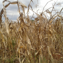 Maize plants ready for harvesting