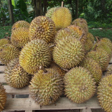  This native fruit from Indonesia, widely known and revered in southeast Asia as the \king of fruits\, the durian is distinctive for its large size, unique odour, and formidable thorn-covered husk. The fruit can grow as large as 30 centimetres long...