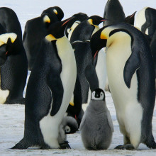 Emperor penguins and chicks