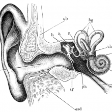 A picture of an ear