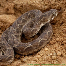 Echis carinatus , Bannerghatta, India