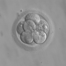 An 8 day old embryo
