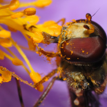 Marmelade fly (Episyrphus balteatus) sitting on a flower of a Grey-haired Rockrose.
