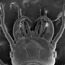 A SEM photograph of larvae head (first instar) showing specialized double-hooked mandibles of Epomis dejeani.