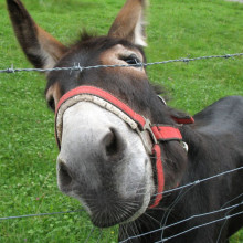 Curious looking donkey on a pasture near Ettal, Germany