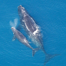 Right Whale and calf