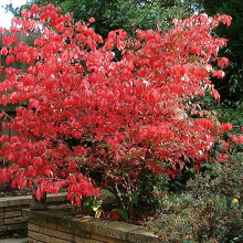 Euonymus alatus compactus in autumn colour