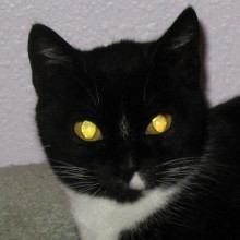 Black and white housecat looking at the camera and exhibiting yellow tapetum lucidum eyeshine.