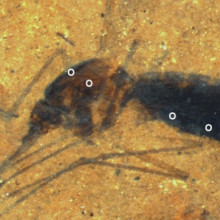 Fossil Culiseta species female mosquito. Time-of-flight secondary ion mass spectrometry (ToF-SIMS) analysis sites. White dots indicate areas on the abdomen and thorax were analyzed.
