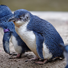 Fairy Penguins