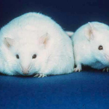 Two mice; the mouse on the left has more fat stores than the mouse on the right.