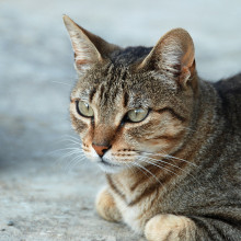 Portrait of a tabby queen (Domestic cat, Felis silvestris catus)