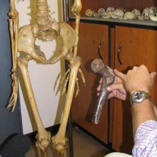 Professor Lee Burger comparing a giant fossil femurs to that of a modern-day South African female.