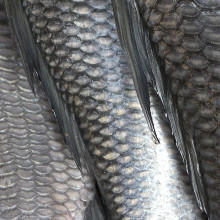 Fish scales