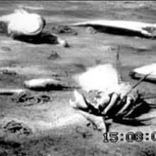 Underwater video frame of the sea floor in the Western Baltic covered with dead or dying crabs, fish and clams killed by oxygen depletion