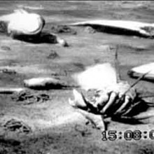 Picture of the sea floor in the Western Baltic covered with dead or dying crabs, fish and clams killed by oxygen depleti Picture of the sea floor in the Western Baltic covered with dead or dying crabs, fish and clams killed by oxygen depletion