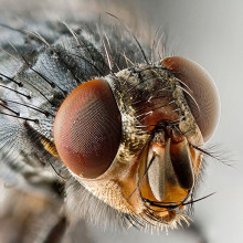 Sarcophagidae Fly