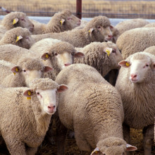  Flock of sheep. These particular sheep belong to a research flock at the US Sheep Experiment Station, Idaho