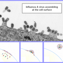 Influenza A Virus assembling at the cell surface Influenza A Virus assembling at the cell surface