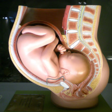 Model of a baby in the womb