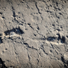 Ancient hominin footprints at the Laetoli site, Tanzania. Credit: Raffaello_Pellizzon