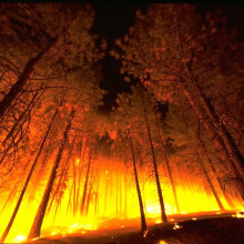 Forest Fire