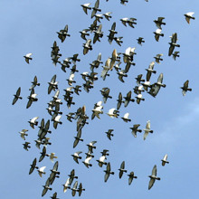 Flock of birds in flight