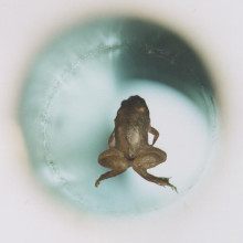 Flying frog. A live frog is magnetically levitated, an experiment that earned André Geim from the University of Nijmegen and Sir Michael Berry from Bristol University the 2000 Ig Nobel Prize in physics.