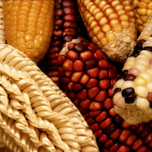 MAIZE - Sweetcorn To increase the genetic diversity of U.S. corn, the Germplasm Enhancement for Maize (GEM) project seeks to combine exotic germplasm, such as this unusually colored and shaped maize from Latin America, with domestic corn lines.