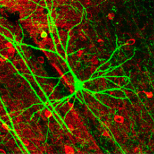 GFP-expressing nerve cells in the mouse cerebral cortex