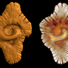 Virtual reconstruction (via microtomography) of the outer (left) and inner morphology (right) of fossil specimens from the Gabonese site Credit: ©El Albani - Mazurier