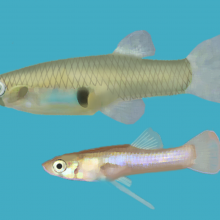 Mosquitofish - Gambusia holbrooki. Female (up), male (down)