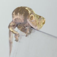 A Gecko