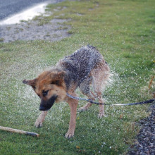 wet dog