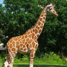 Giraffe - Giraffa camelopardalis reticulata