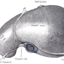 The Liver, from Grays Anatomy