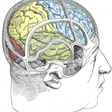 Drawing of a cast to illustrate the relations of the brain to the skull. (Superior temporal gyrus labeled at center, in green section.)