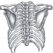 Orientation of the rib cage on the vertebral column - Posterior view of the thorax and shoulder girdle