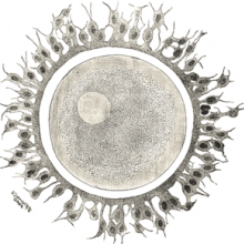  Human ovum examined fresh in the liquor folliculi. (Waldeyer.) The zona pellucida is seen as a thick clear girdle surrounded by the cells of the corona radiata. The egg itself shows a central granular deutoplasmic area and a peripheral clear layer,...