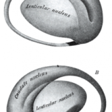 caudate nucleus