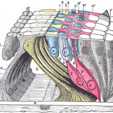 The organ of Corti (or spiral organ) is the organ in the inner ear of mammals that contains auditory sensory cells, or \hair cells.\