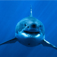 Great white shark