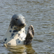 Grey Seal